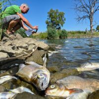 Pollution: découverte inquiétante de poissons morts dans l’Oder