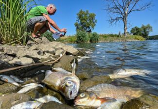 Pollution: découverte inquiétante de poissons morts dans l’Oder