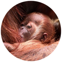 Le Monde Sauvage d’Aywaille, berceau singulier de deux bébés orangs-outans