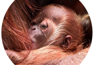 Le Monde Sauvage d’Aywaille, berceau singulier de deux bébés orangs-outans