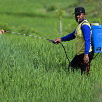 Pesticides interdits en Europe : une exportation massive vers l’Afrique et un retour inquiétant dans les assiettes européennes