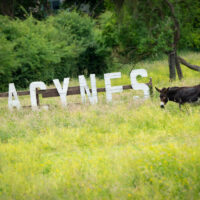 La Fondation Roi Baudouin entend mieux soutenir les jeunes à la croisée de l’aide à la jeunesse, de la santé mentale et du handicap